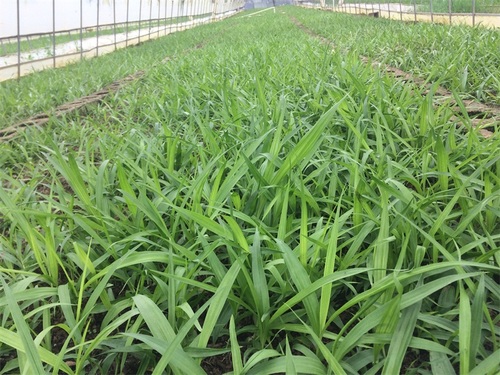 云南白芨驯化苗