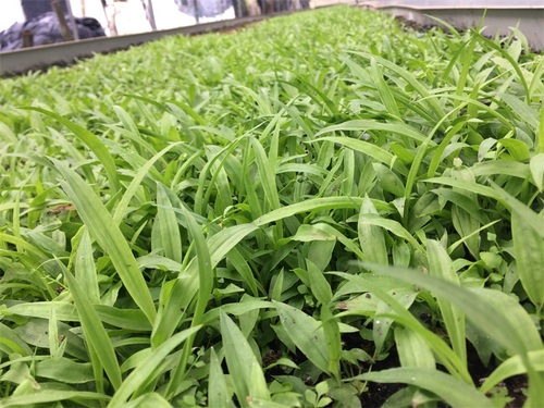 白芨种苗 白芨种苗